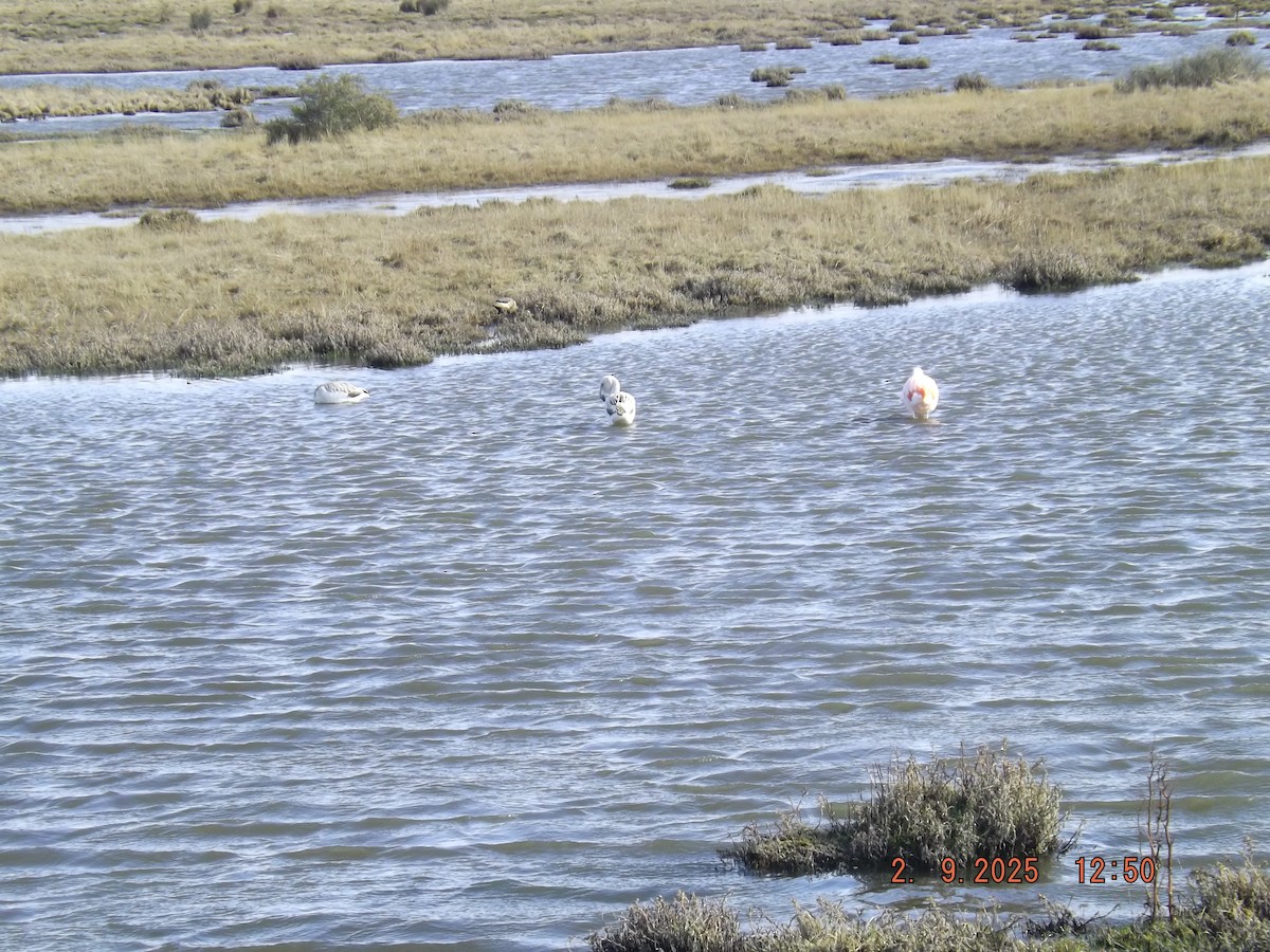 Chilean Flamingo - ML641975700