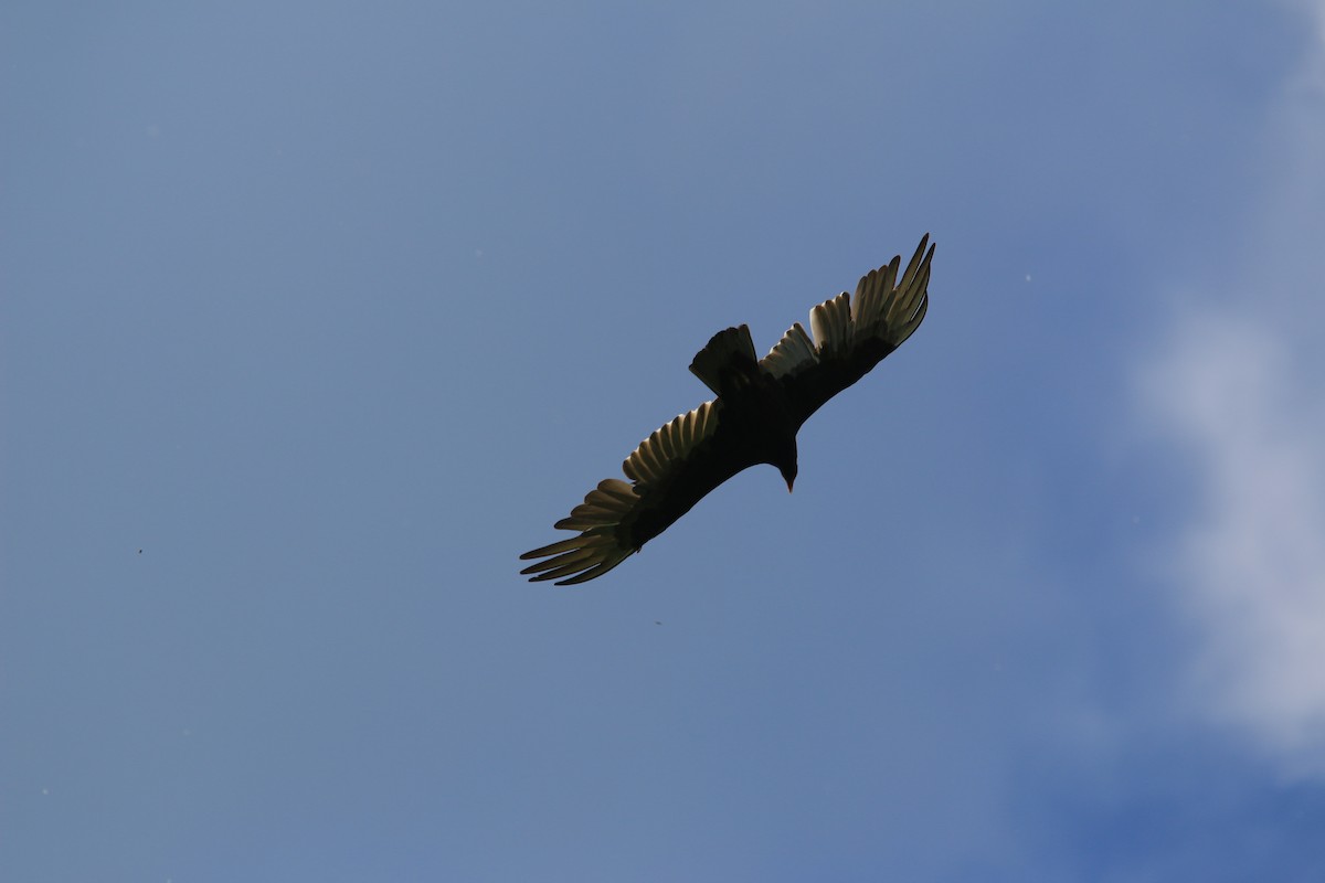 Turkey Vulture - ML641975706