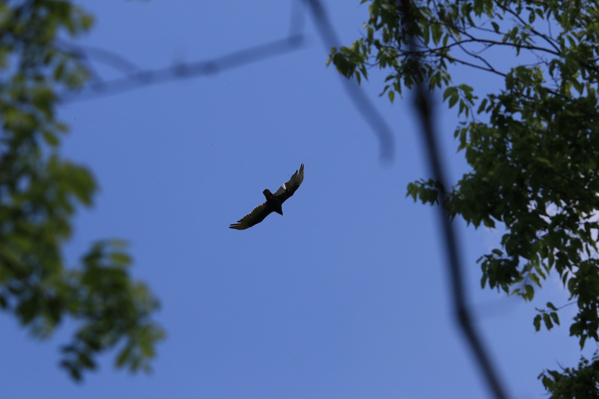 Turkey Vulture - ML641975707