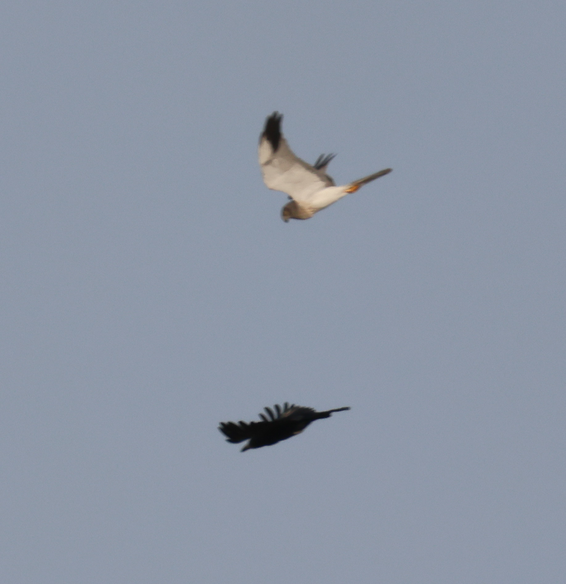 Pallid Harrier - ML641975712