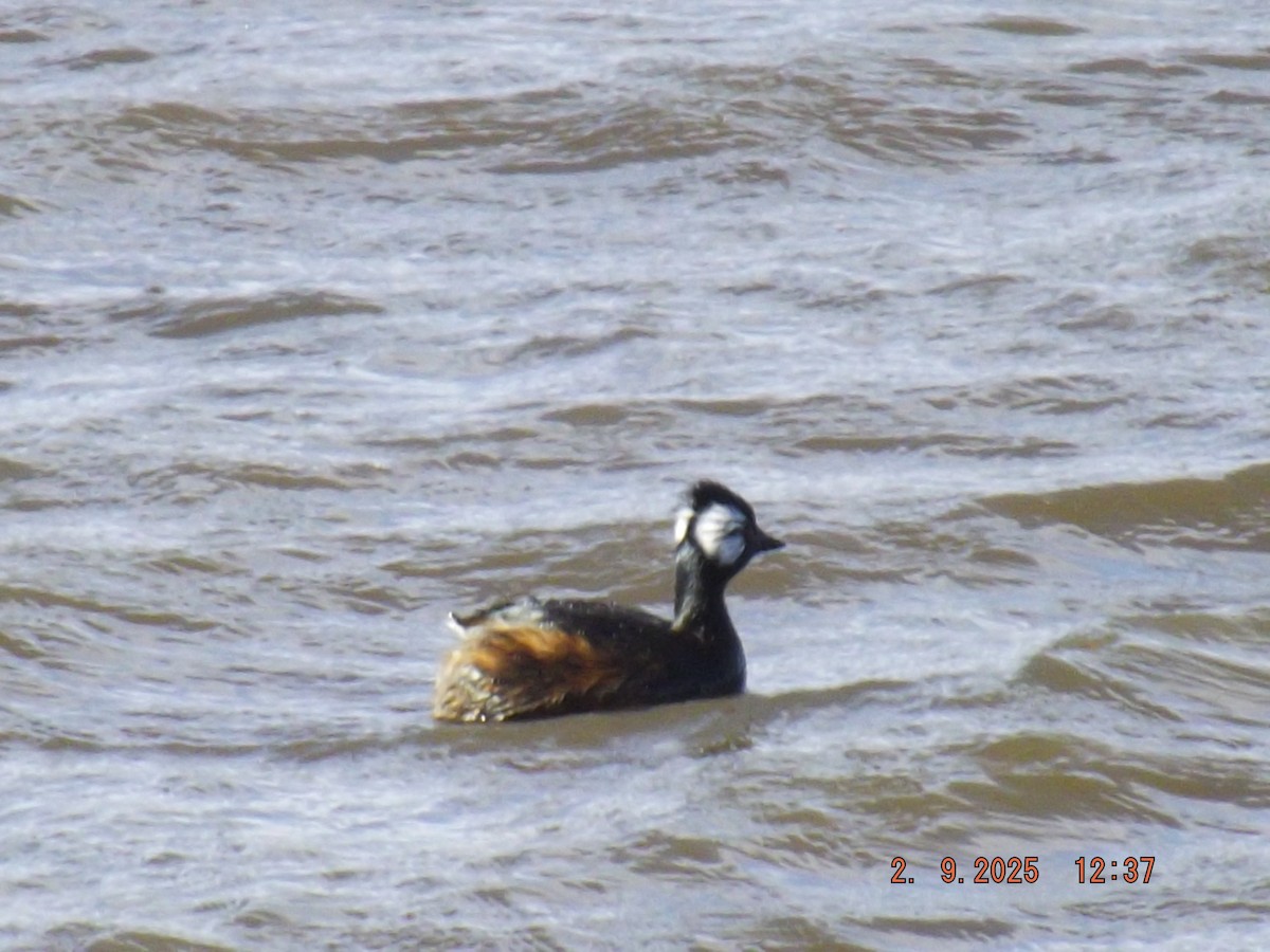 White-tufted Grebe - ML641975714