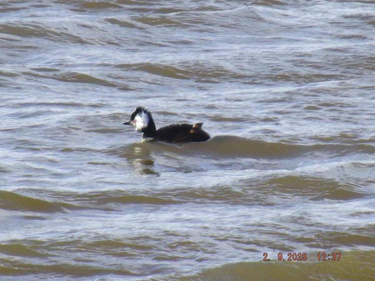White-tufted Grebe - ML641975715