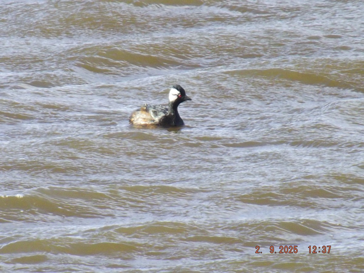 White-tufted Grebe - ML641975716