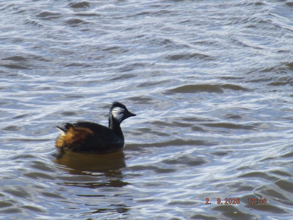 White-tufted Grebe - ML641975717