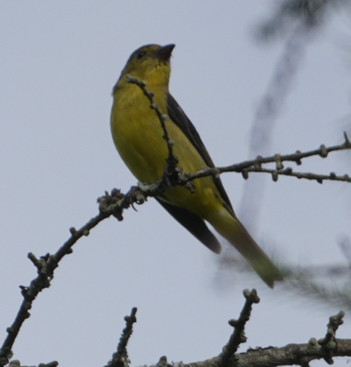 アカフウキンチョウ - ML641975724