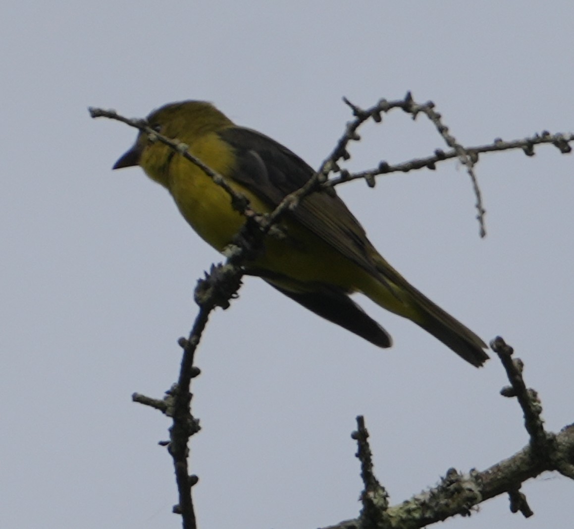 アカフウキンチョウ - ML641975725