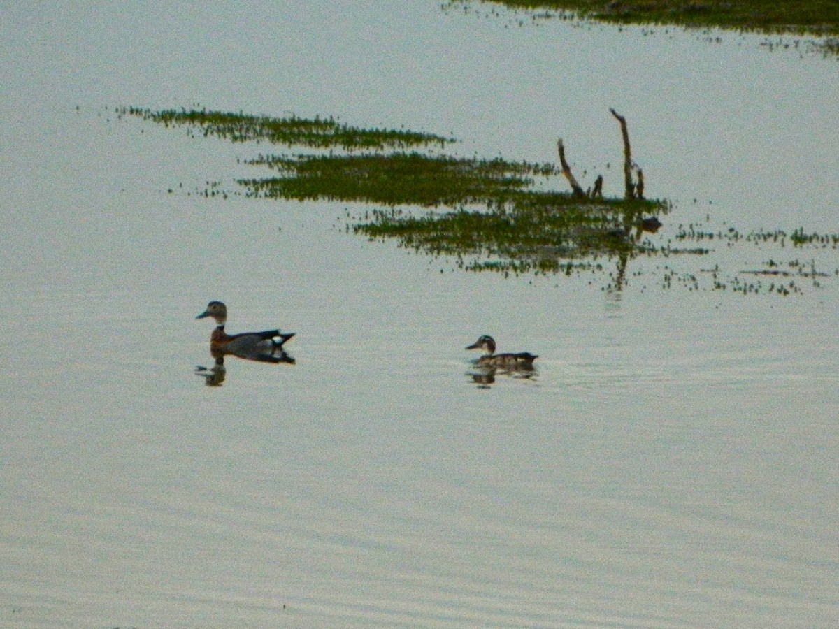 Ringed Teal - ML641975729