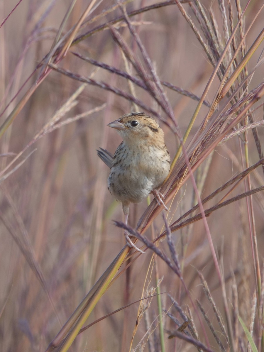 LeConte's Sparrow - ML641975753