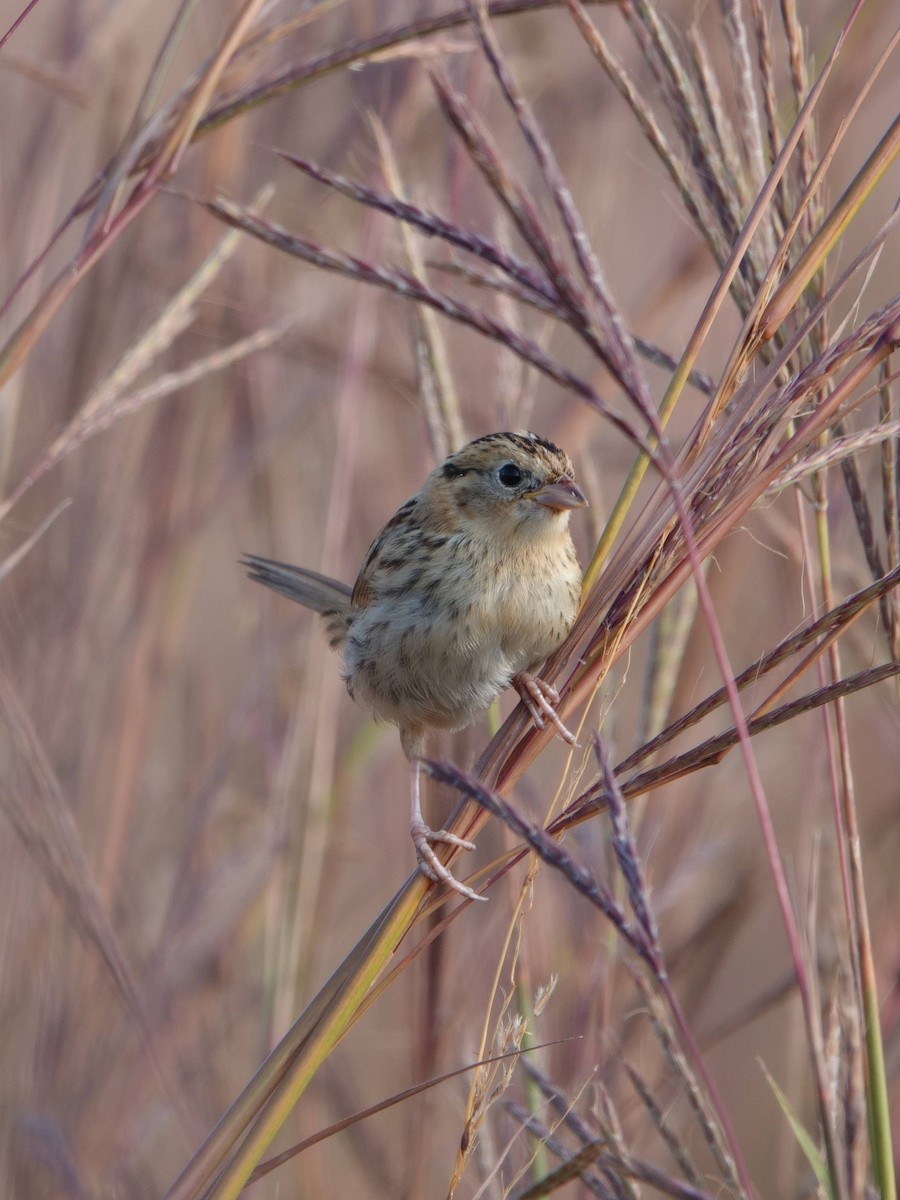 LeConte's Sparrow - ML641975760
