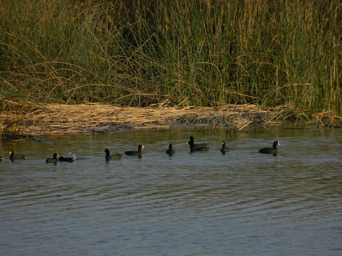 White-winged Coot - ML641975761