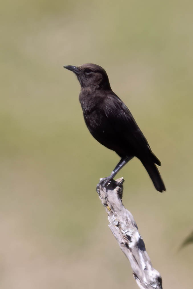 Northern Anteater-Chat - ML641975766