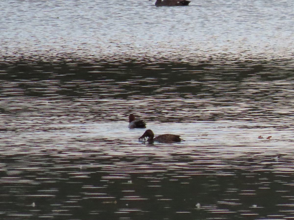 Common Pochard - ML641975767