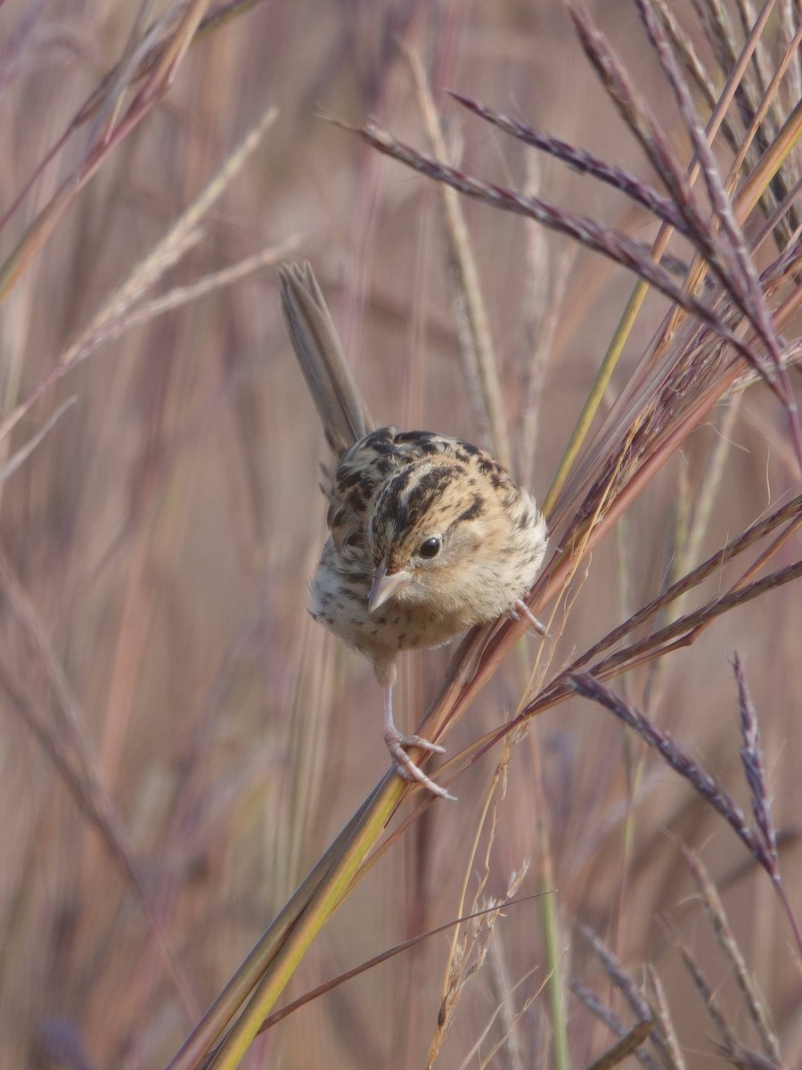 LeConte's Sparrow - ML641975770