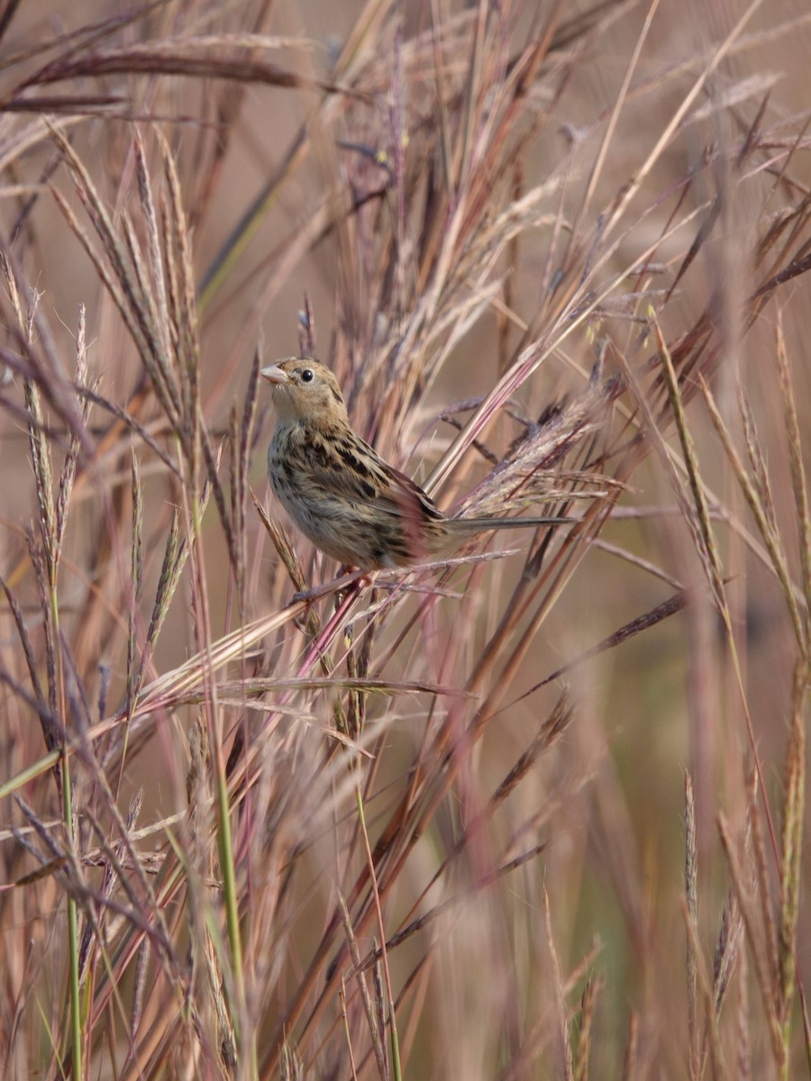 LeConte's Sparrow - ML641975774