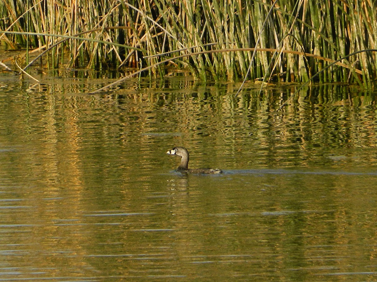 Pied-billed Grebe - ML641975775
