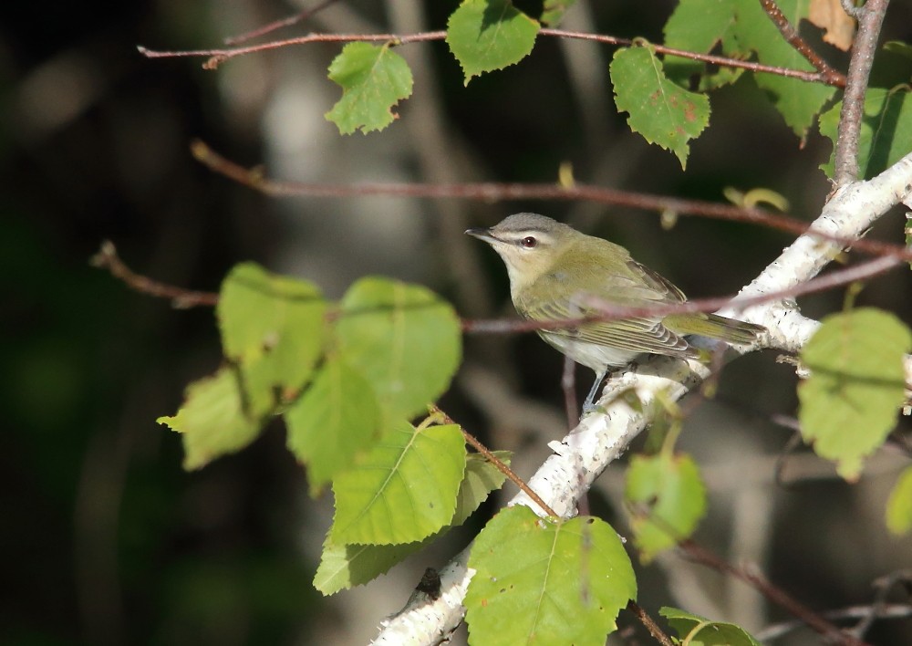 Red-eyed Vireo - ML641975783