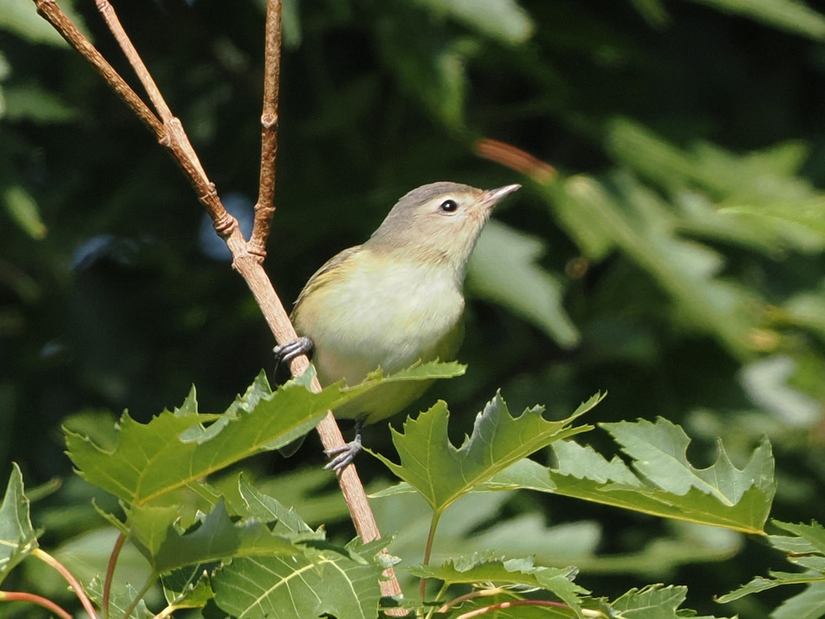 Warbling Vireo (Western) - ML641975792