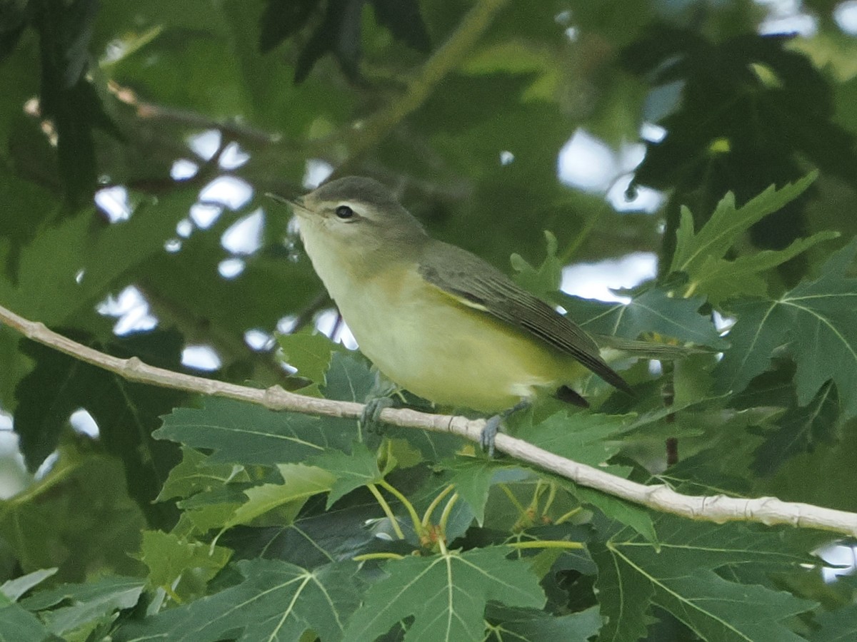 Warbling Vireo (Western) - ML641975793