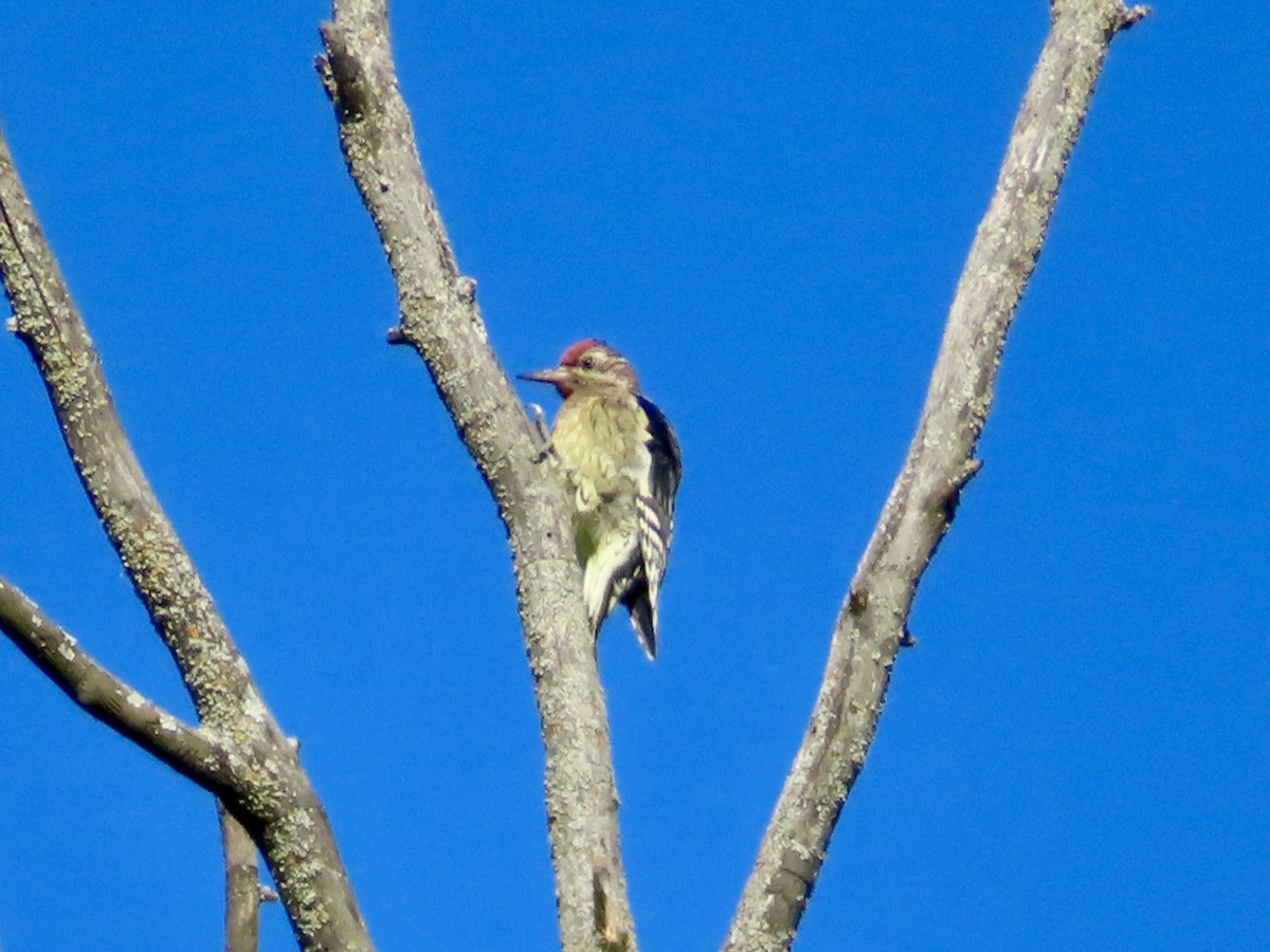 Yellow-bellied Sapsucker - ML641975794