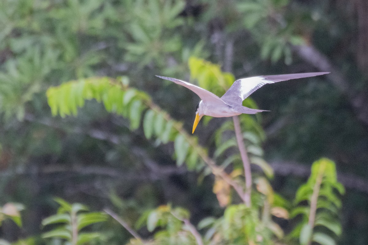Large-billed Tern - ML641975796