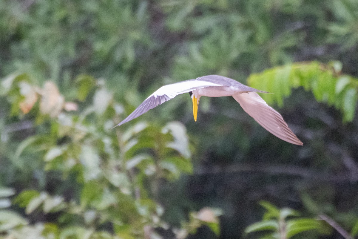 Large-billed Tern - ML641975797