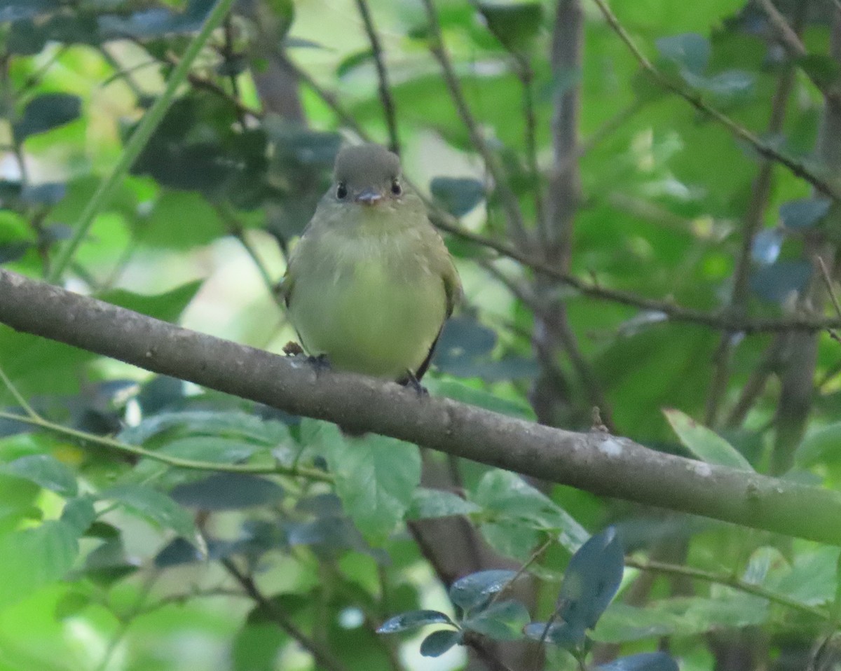 Acadian Flycatcher - ML641975800