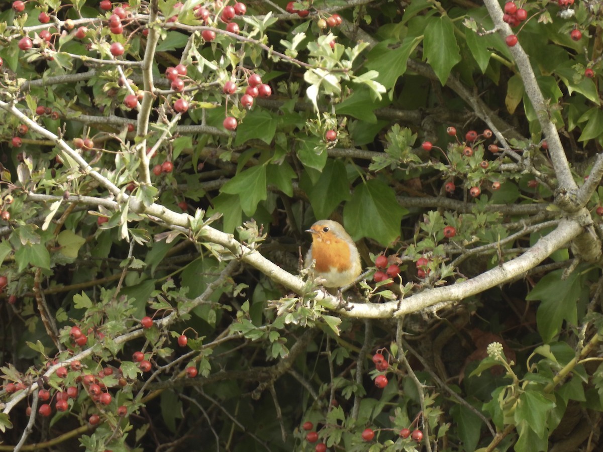 European Robin - ML641975801