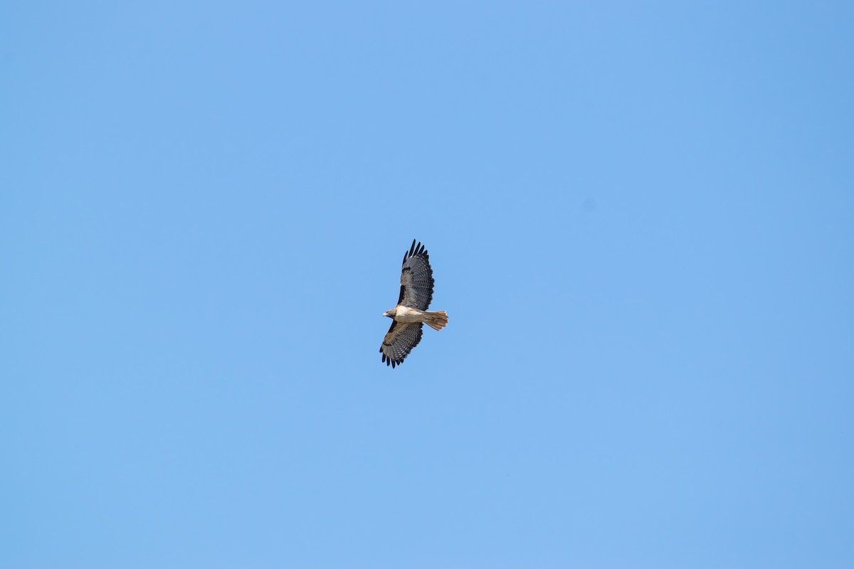 Red-tailed Hawk - ML641975802
