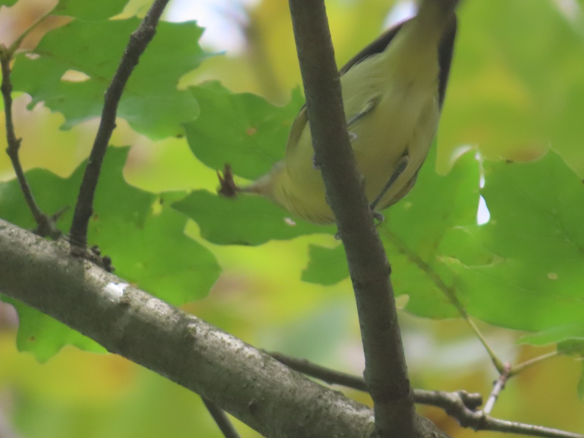 Philadelphia Vireo - ML641975805