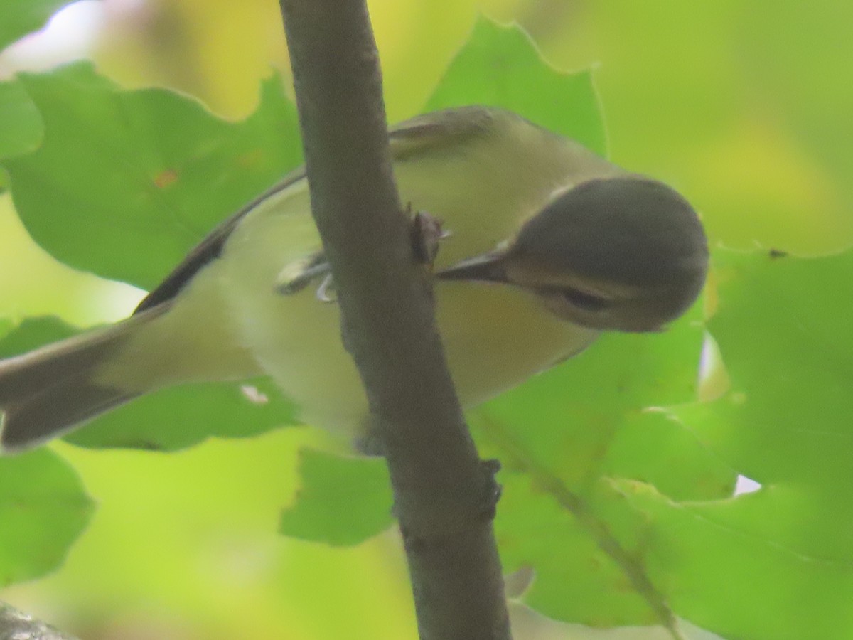 Philadelphia Vireo - ML641975806