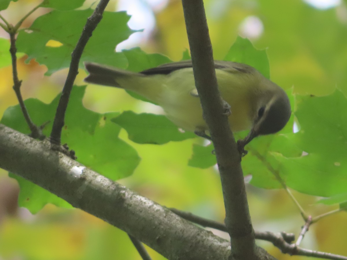 Philadelphia Vireo - ML641975807