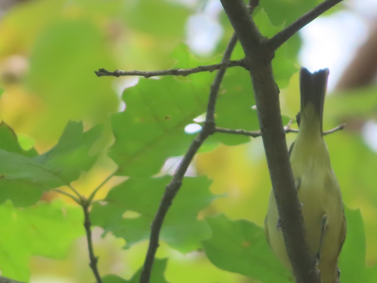 Philadelphia Vireo - ML641975808