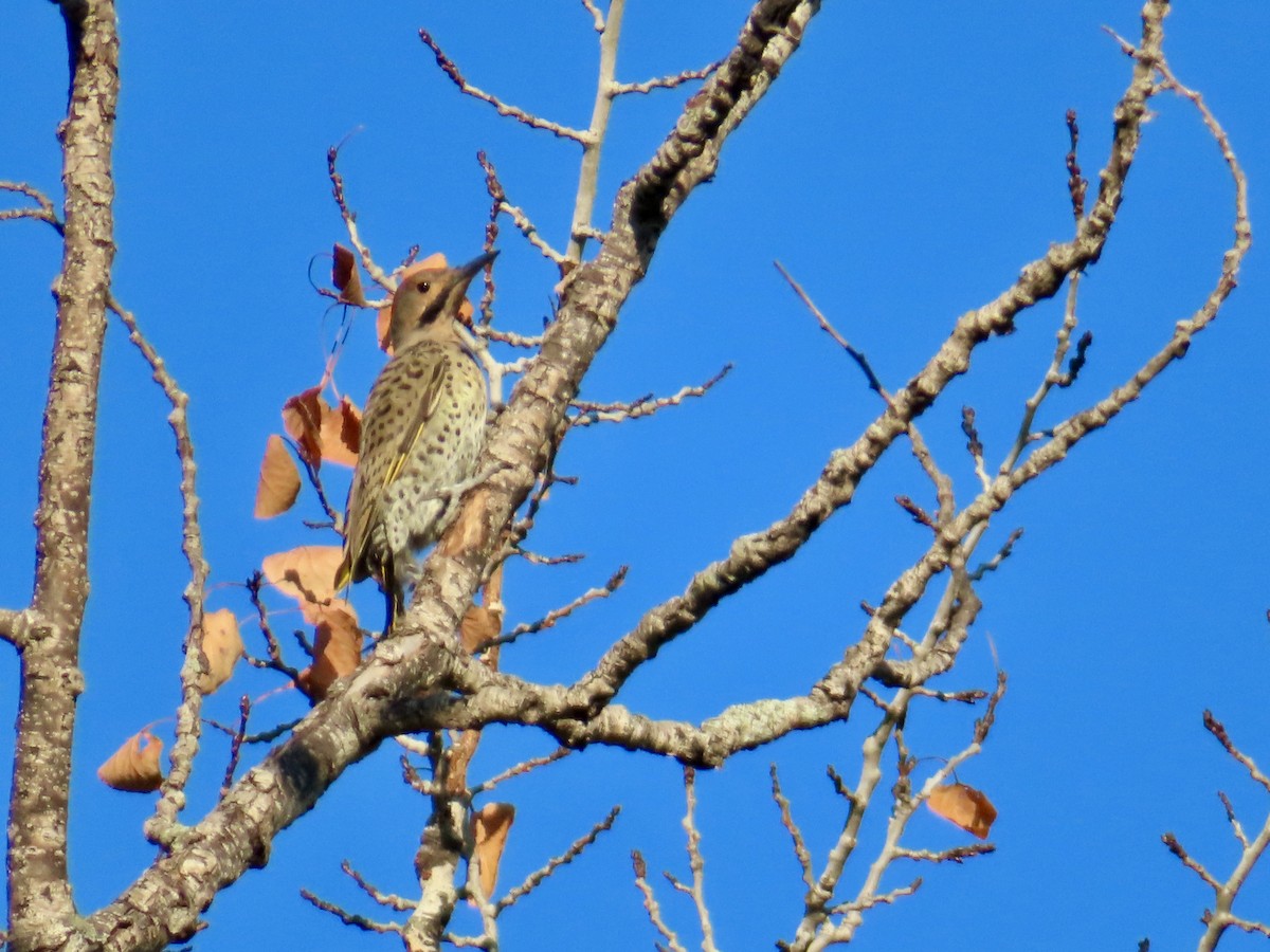 Northern Flicker - ML641975815