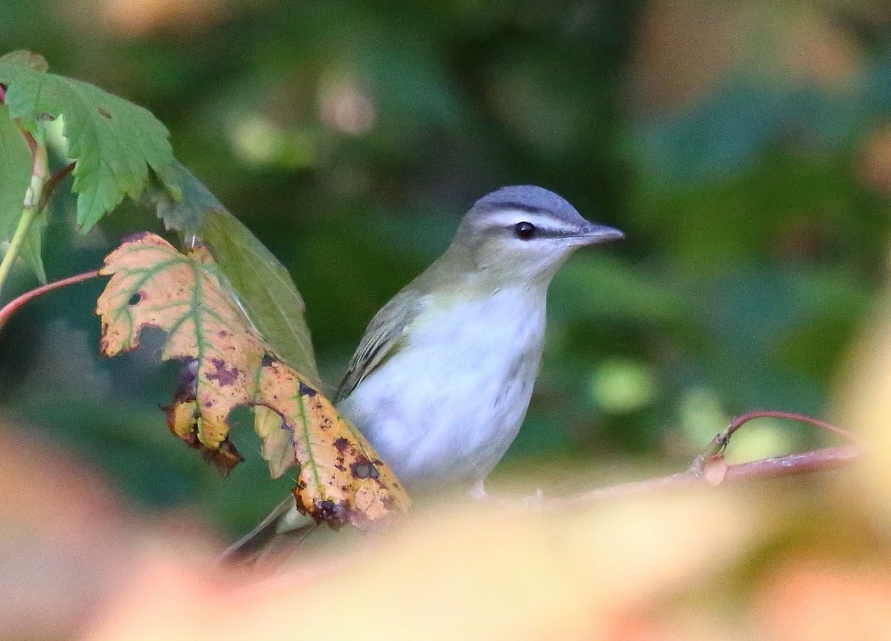 Red-eyed Vireo - ML641975816