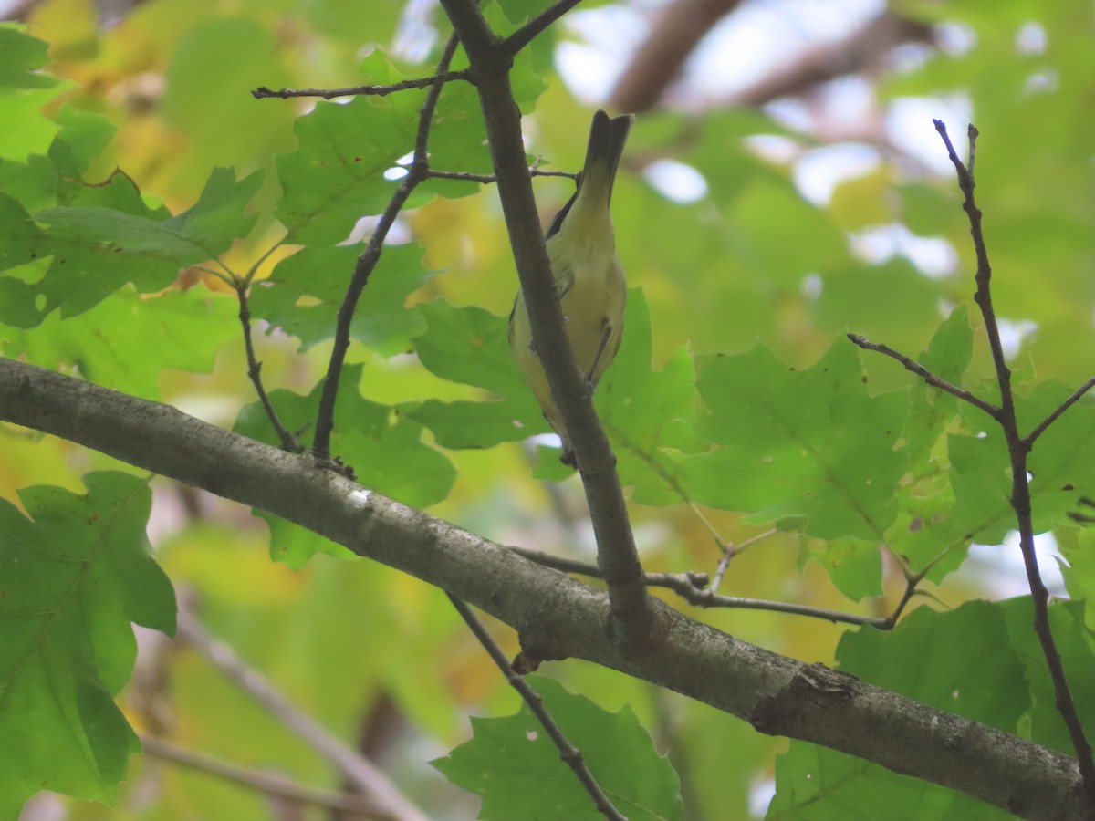 Philadelphia Vireo - ML641975828