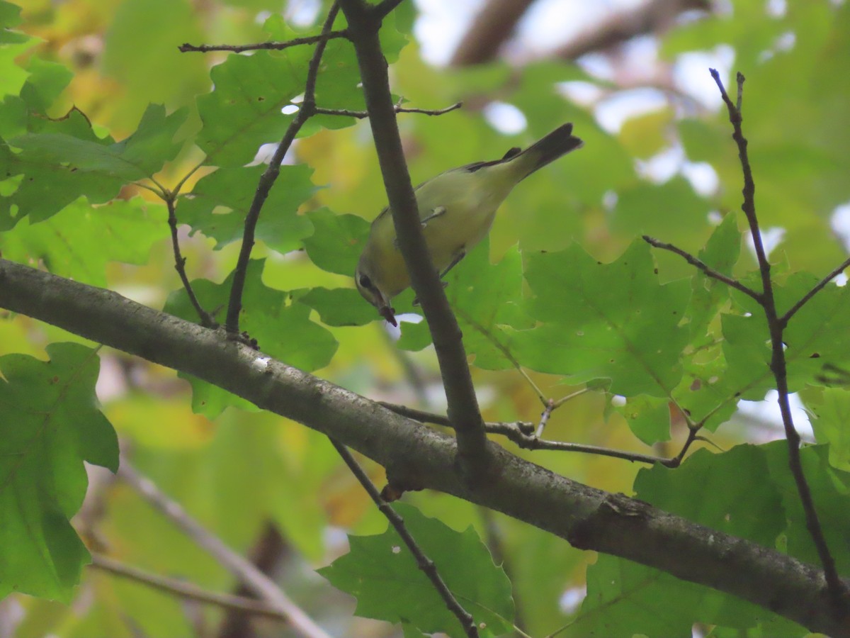 Philadelphia Vireo - ML641975829