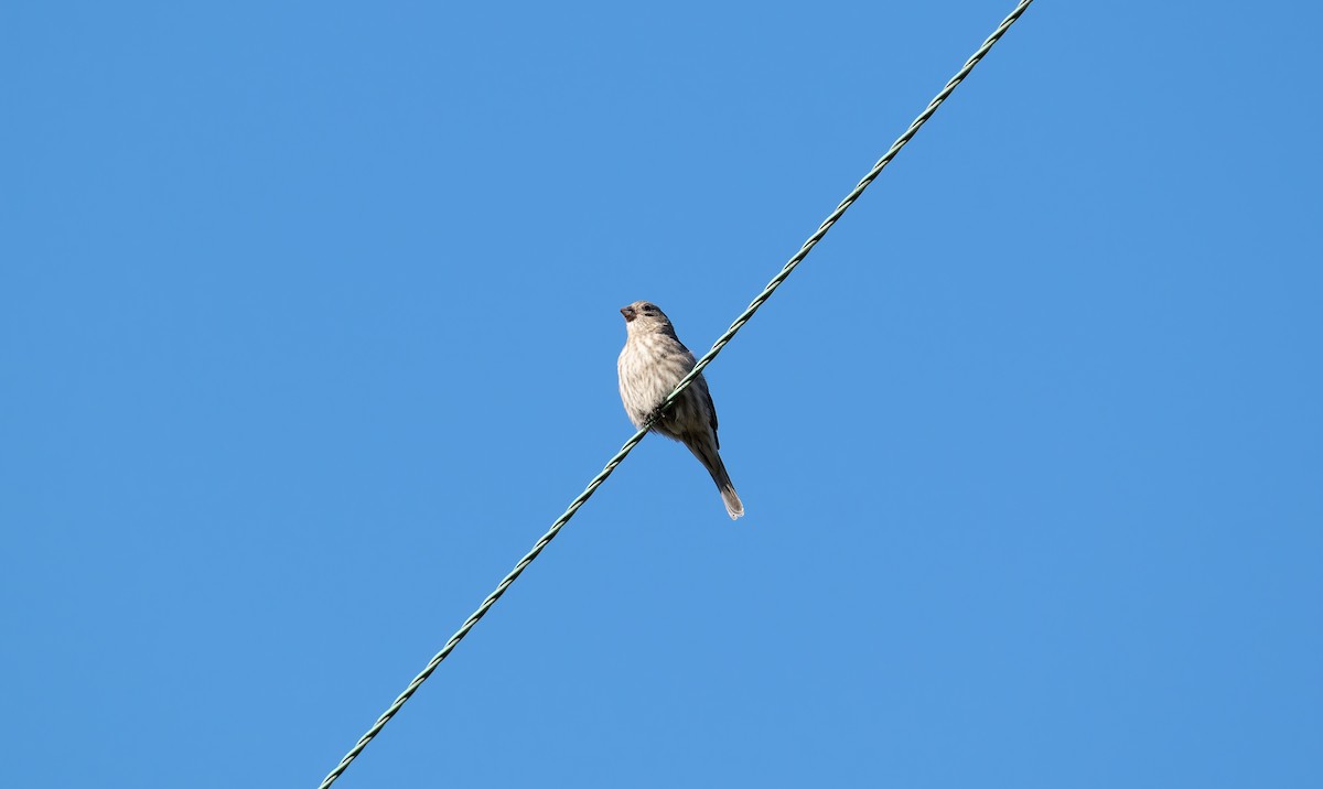 House Finch - ML641975833