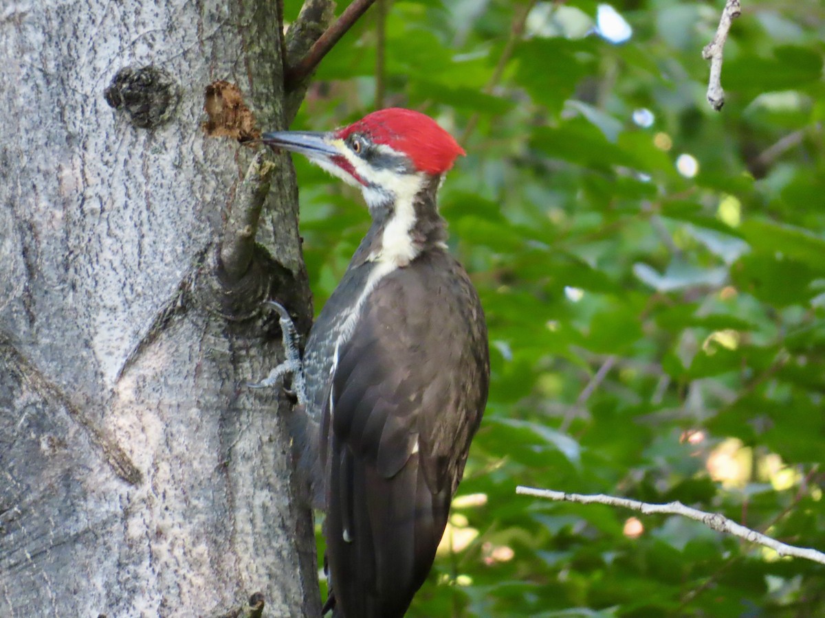 Pileated Woodpecker - ML641975834