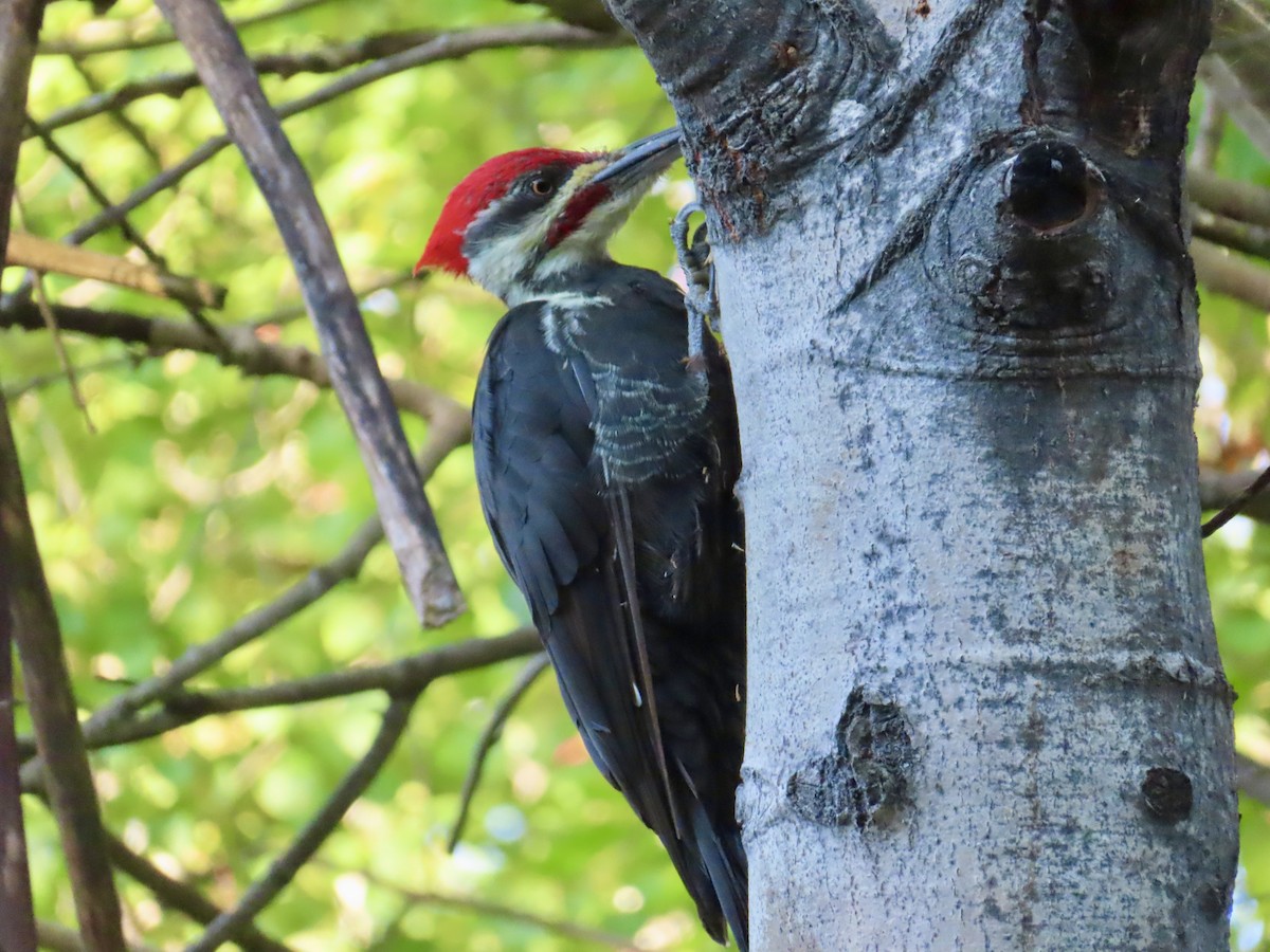 Pileated Woodpecker - ML641975835