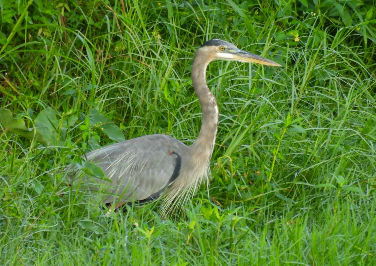 Great Blue Heron - ML641975836
