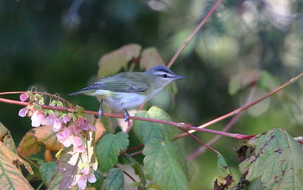 Red-eyed Vireo - ML641975837