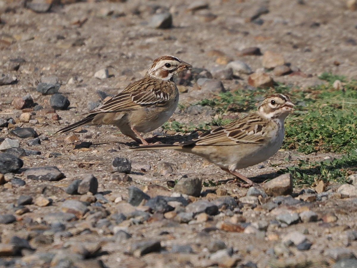 Lark Sparrow - ML641975842
