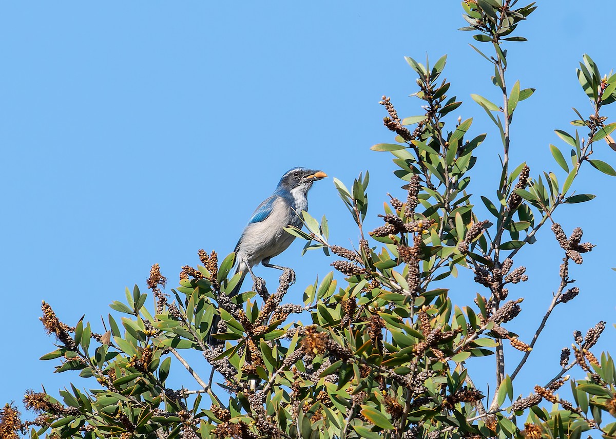 California Scrub-Jay - ML641975843