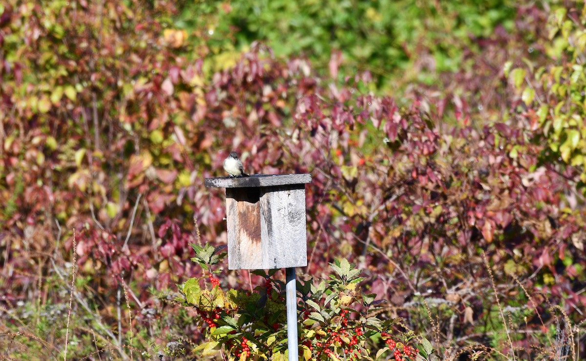 Eastern Phoebe - ML641975847