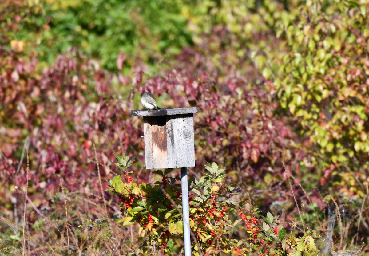 Eastern Phoebe - ML641975848