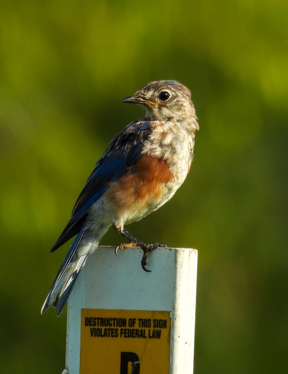 Eastern Bluebird - ML641975854