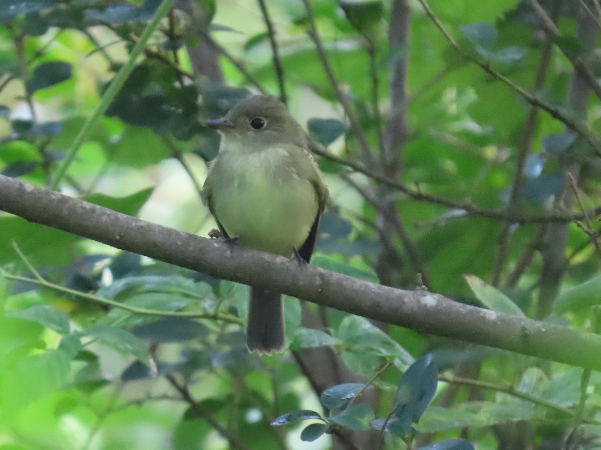 Acadian Flycatcher - ML641975860