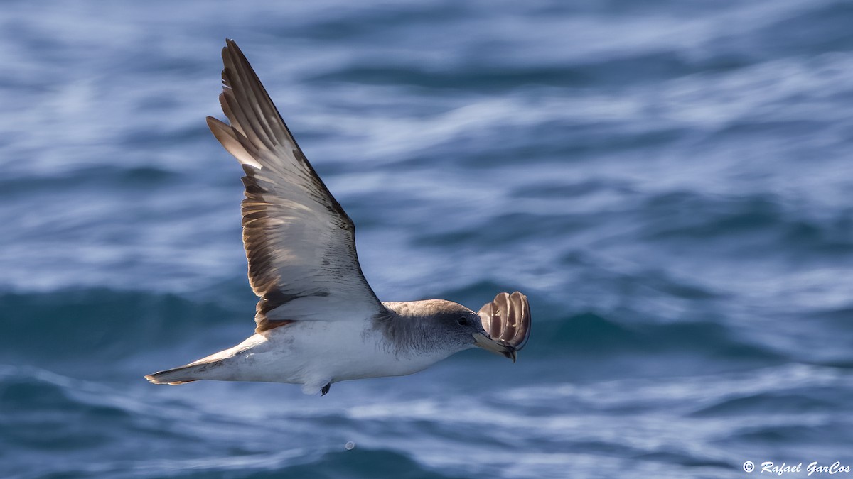 Scopoli's Shearwater - ML641975861