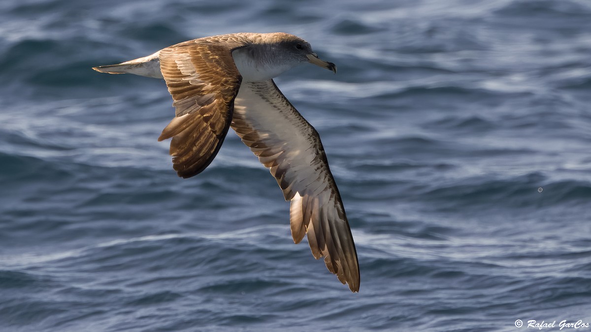 Scopoli's Shearwater - ML641975862