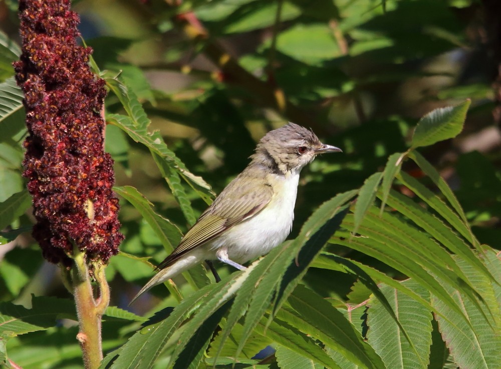 Red-eyed Vireo - ML641975866